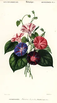 Varieties of morning glory, Pharbitis hispida