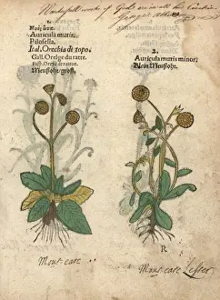Hawkweed Prints: Varieties of mouse-ear hawkweed, Hieracium pilosella
