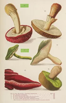 Pla Nts Collection: Varieties of mushrooms