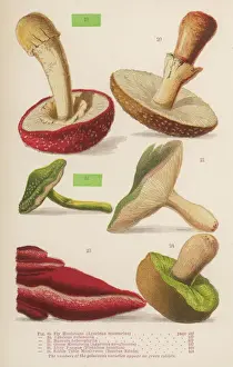 Pla Nts Prints: Varieties of mushrooms