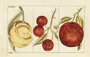 Oranges Prints: Varieties of oranges