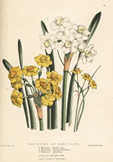 Daffodils Prints: Varieties of paperwhite and jonquil daffodils