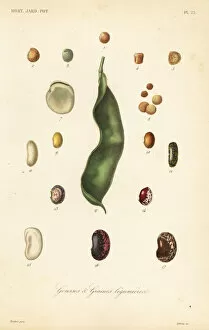 Reveil Collection: Varieties of peas and beans, gousses et graines legumieres