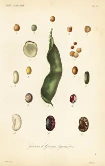 Oscar Prints: Varieties of peas and beans, gousses et graines legumieres