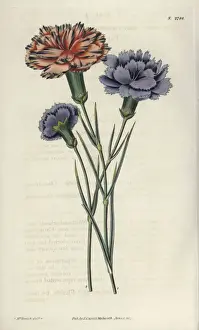 Lilac Prints: Varieties of picotees or fringed carnations