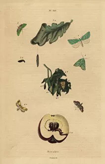 Moths Gallery: Varieties of pyralid moths with fruit and leaves