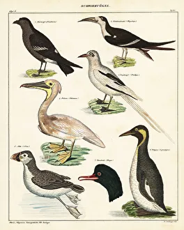 Puffin Prints: Varieties of sea birds