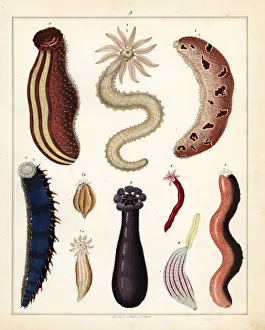 Allgemeine Gallery: Varieties of sea cucumber