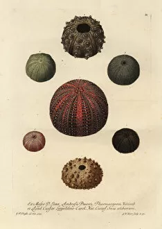 Johann Gallery: Varieties of sea urchins