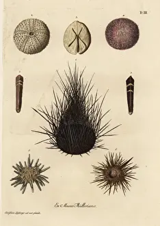 Varieties of sea urchins