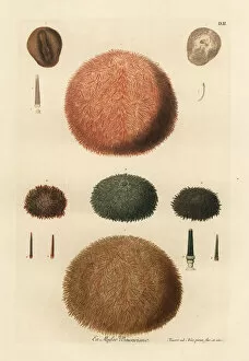 Johann Gallery: Varieties of sea urchins and spines