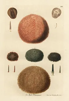 Ambrosius Gallery: Varieties of sea urchins and spines