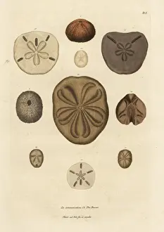 Varieties of sea urchins and spines