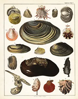 Edible Prints: Varieties of shells, molluscs