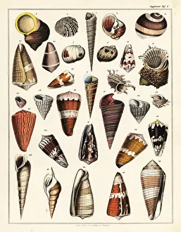 Gastropod Prints: Varieties of shells, molluscs