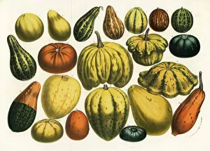 Serres Gallery: Varieties of squash, pumpkin and gourd, Cucurbita pepo