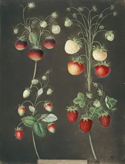 Juicy Prints: Four varieties of strawberry