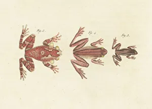 Carl Bertuch Prints: Varieties of treefrogs
