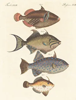 Carl Bertuch Prints: Varieties of triggerfish and leatherjacket