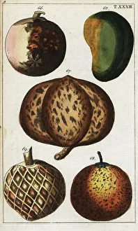 Varieties of tropical fruits