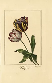 Images Dated 31st March 2020: Varieties of tulip, tulipe, Tulipa gesneriana