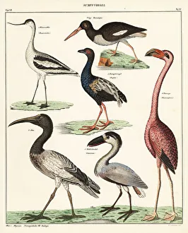 Wader Prints: Varieties of wading birds