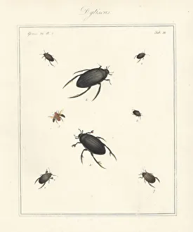 Varieties of water beetles