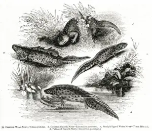 Triton Prints: Varieties of Water Newt or Eft