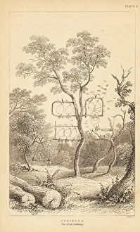 Varieties of wire traps for bird catching