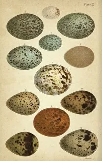 Variety of birds eggs