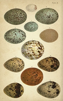Images Dated 21st November 2016: Variety of birds eggs
