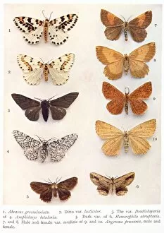 Abraxas Gallery: Variety of eight butterflies