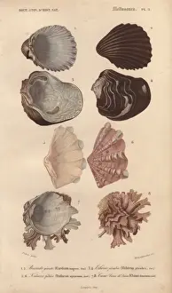 Colorful Prints: Variety of colorful shells including Cardium