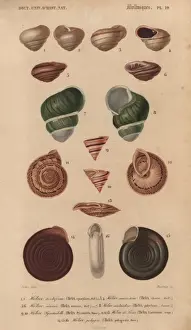 Colorful Prints: Variety of colorful tropical helix shells