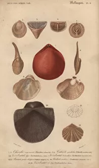 Pearly Gallery: Variety of molluscs including terebratula