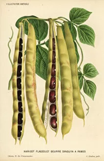 Runner Collection: Variety of runner bean, Phaseolus vulgaris
