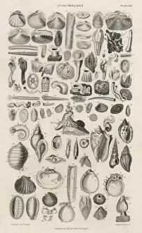 Casts Prints: Variety of Sea Shells
