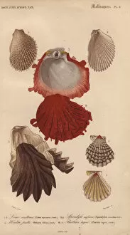 Orbigny Gallery: Variety of seashells including oysters, file