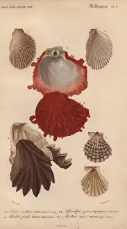 File Prints: Variety of seashells including oysters, file