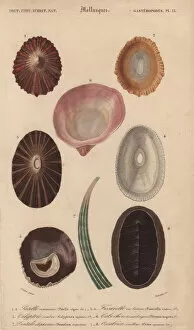 Orbigny Gallery: Variety of tropical shells including Patella
