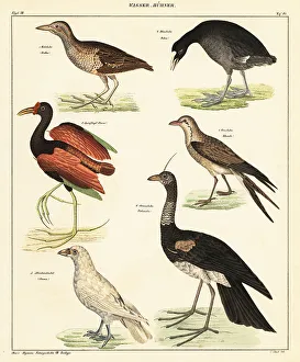 Coot Prints: Variety of water fowl