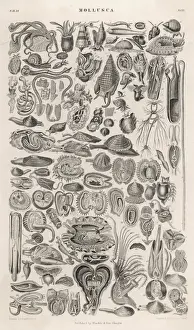 Varioety of Molluscs