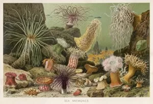 Various Anemones