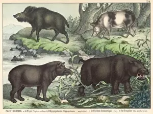Various animals