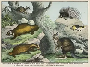 Various Animals
