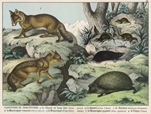 Various Animals
