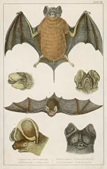 Various Bats/Fullarton