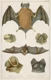 Species Prints: Various Bats / Fullarton