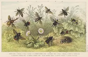 Various Bees
