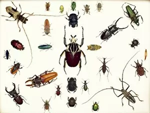 Beetles Collection: Various beetle specimens